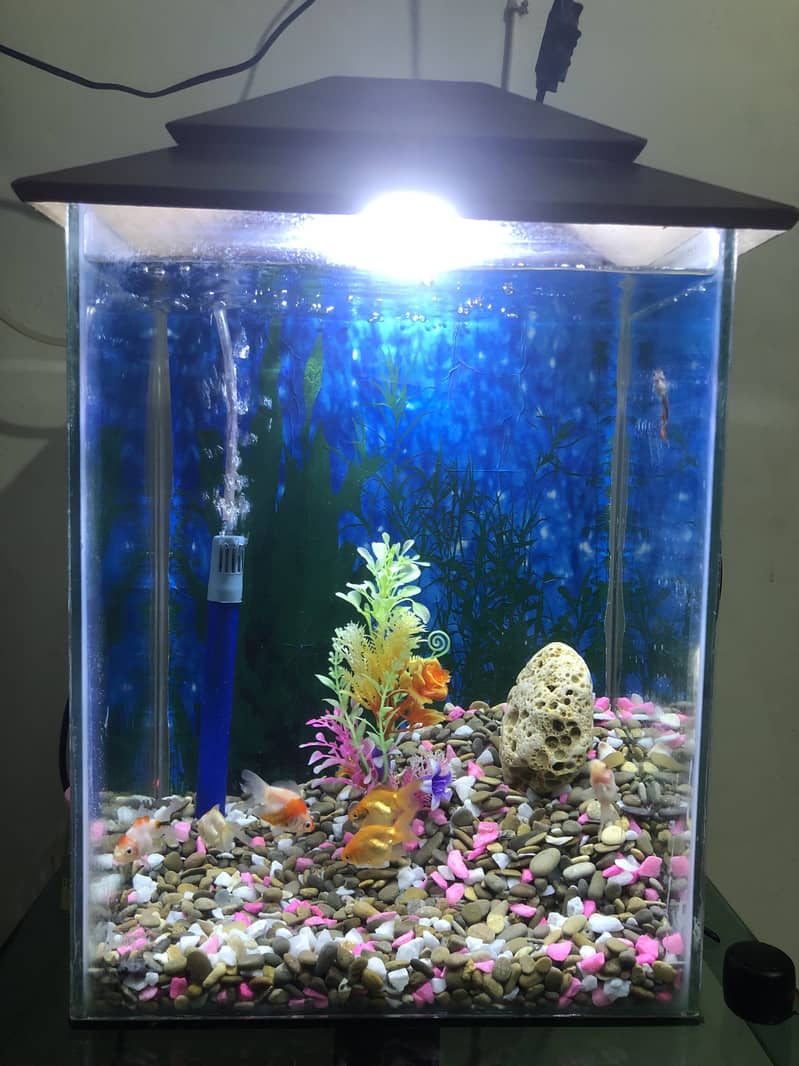 Aquarium Tank 0
