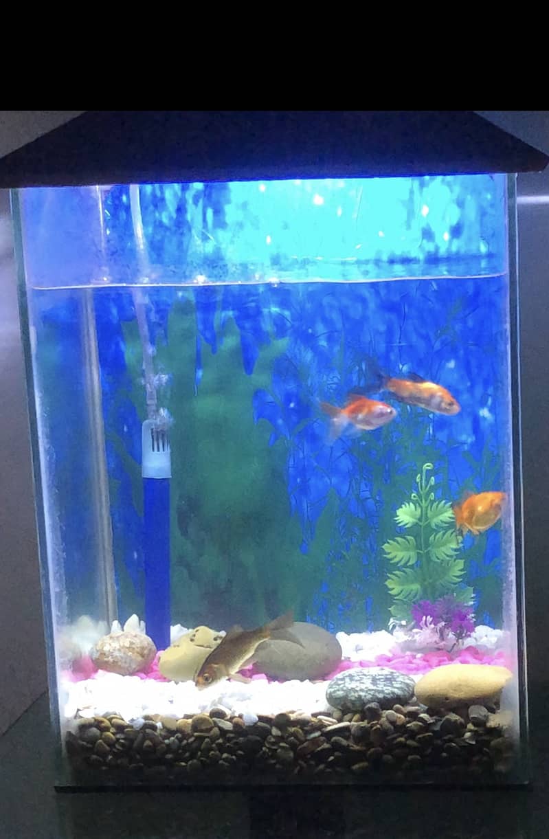 Aquarium Tank 1