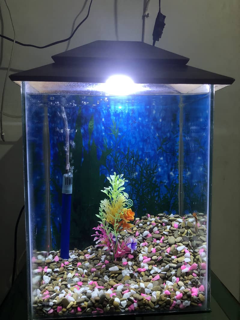 Aquarium Tank 6