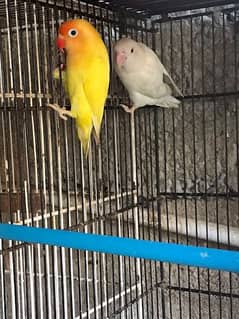 decino x albino red eyes 2 pair for sale