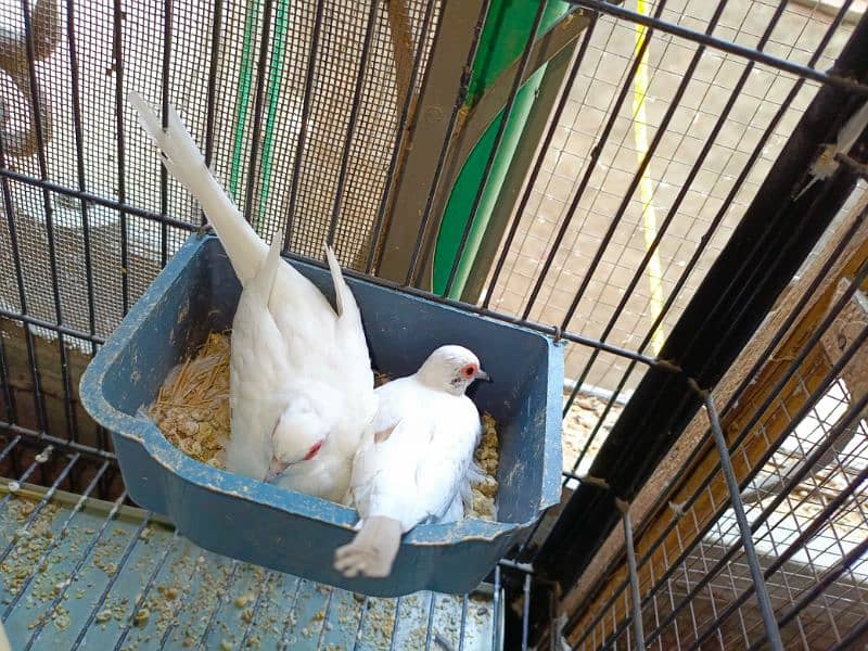 Red pied Dove Full Wash Phatay 0