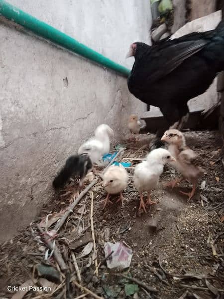 21 Pure Aseel Chicks just chicks pure 100% quality 6