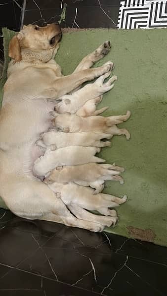 american | labrador | pups | high quality | availabe 2