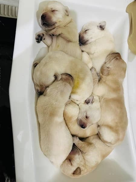american | labrador | pups | high quality | availabe 3