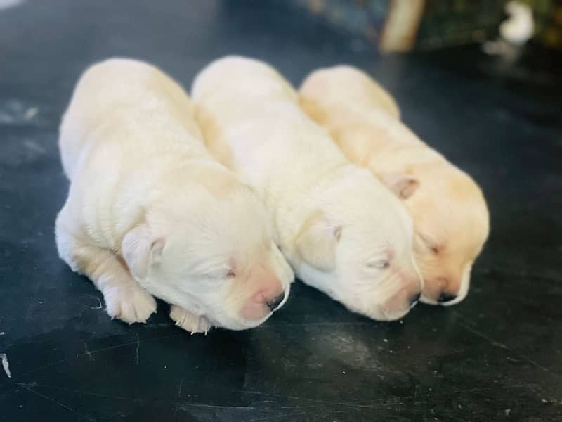 american | labrador | pups | high quality | availabe 5