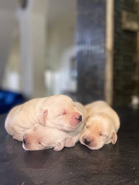 american | labrador | pups | high quality | availabe 6