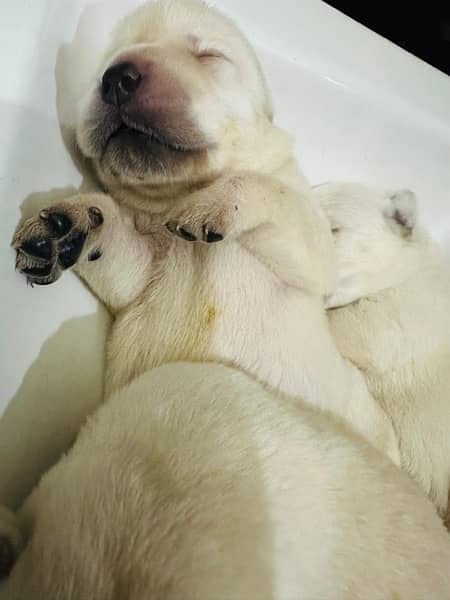 american | labrador | pups | high quality | availabe 7