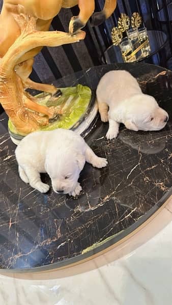 american | labrador | pups | high quality | availabe 8