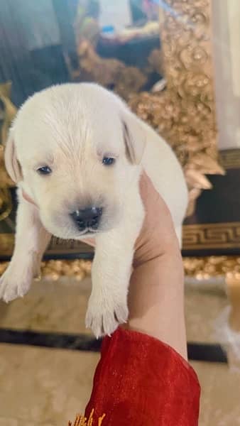 american | labrador | pups | high quality | availabe 10