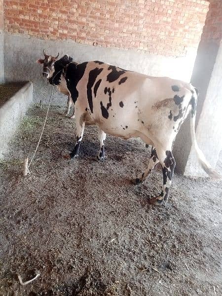 Australian cholistani cross cow  3 months ghaban healthy and active 0
