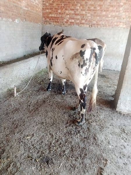 Australian cholistani cross cow  3 months ghaban healthy and active 1