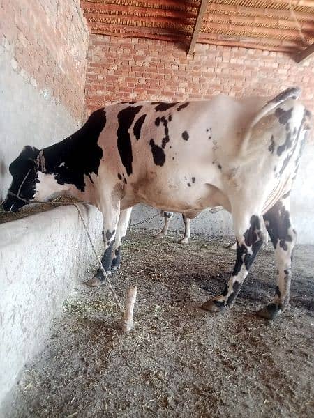 Australian cholistani cross cow  3 months ghaban healthy and active 2