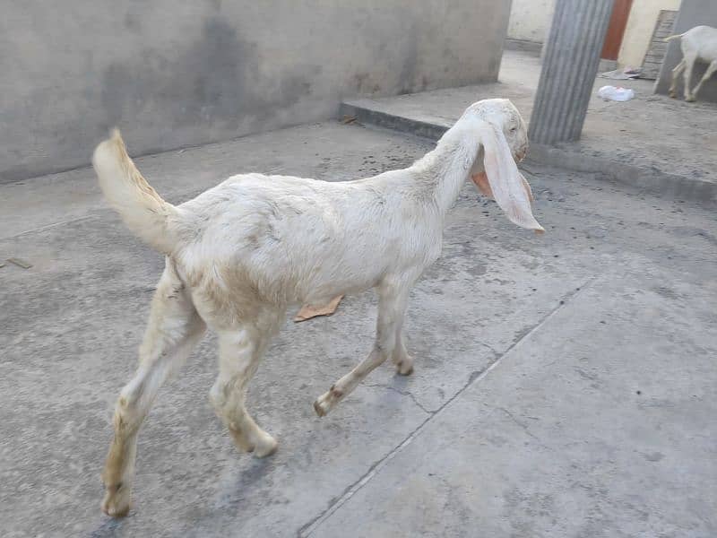 Rajanpuri goat (bakri) gulabi bread 6
