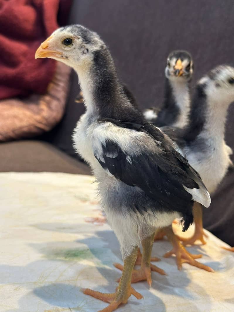 black shamo chicks for sale 1
