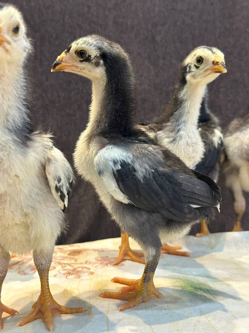black shamo chicks for sale 4