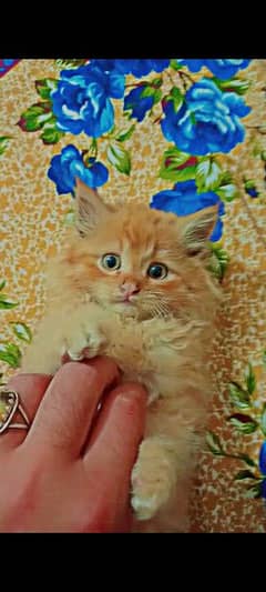Persian cat and beautiful citten