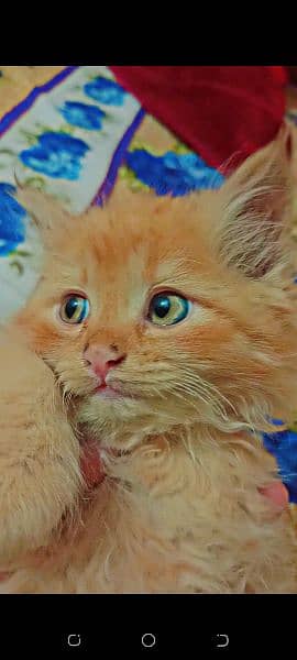 Persian cat and beautiful citten 1