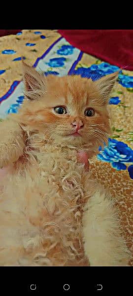 Persian cat and beautiful citten 2
