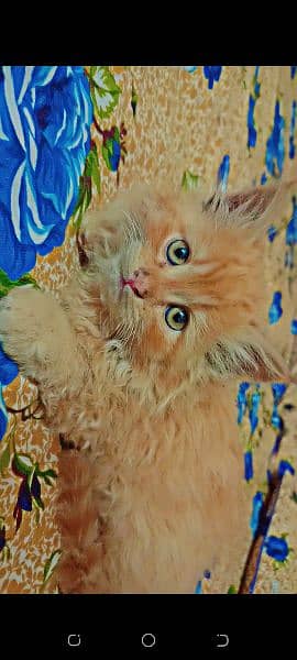 Persian cat and beautiful citten 3