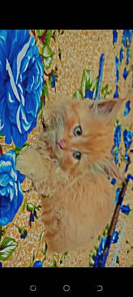 Persian cat and beautiful citten 4