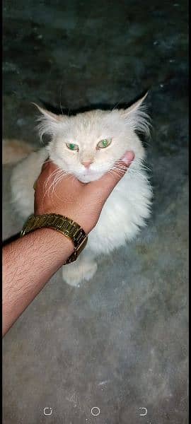 Persian cat and beautiful citten 5