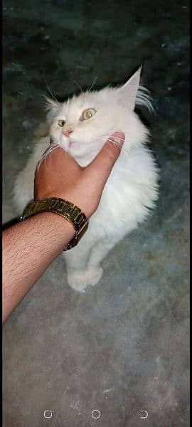 Persian cat and beautiful citten 6