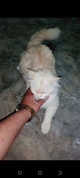 Persian cat and beautiful citten 8