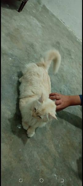 Persian cat and beautiful citten 9
