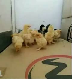 golden buff and white buff chicks are available for sale