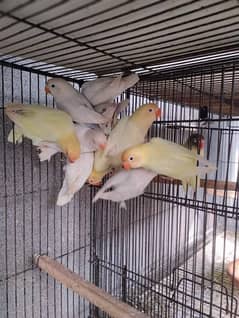 LoveBird All Commercial Available