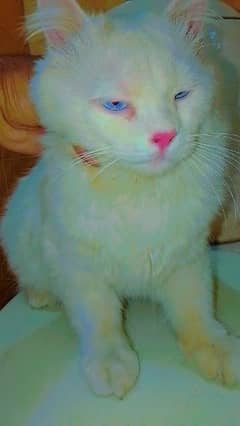 blue eyes white Persian triple coat urgent for sale