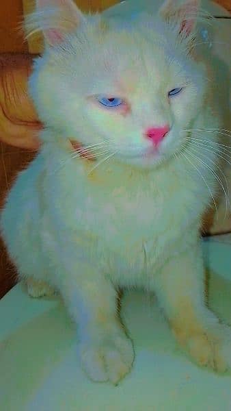 blue eyes white Persian triple coat urgent for sale 0