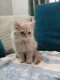 Female Persian Kitten Skin Coloured