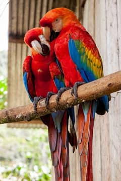 red macaw parrot cheeks for sale0336=044=60=68