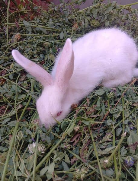 White Baby Rabbits 4
