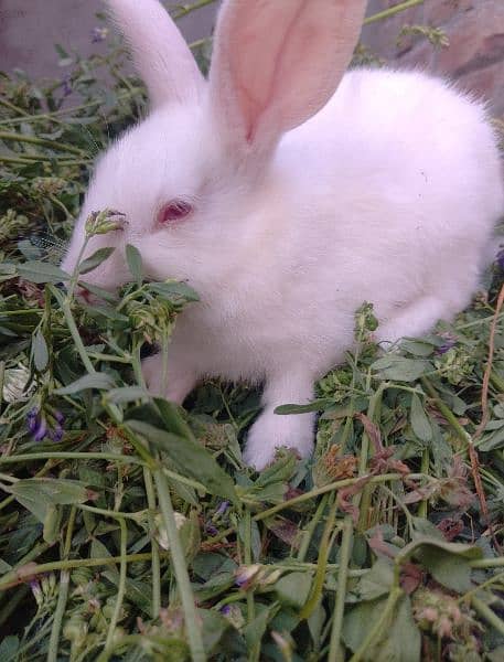 White Baby Rabbits 5
