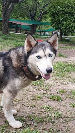 Sibarian Husky pair blue eyes extreme quality for sale