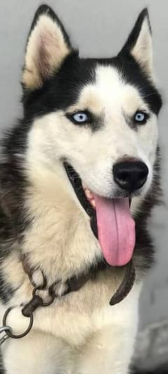 Sibarian Husky male blue eyes extreme quality for sale