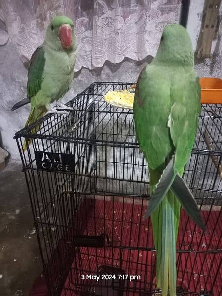 Raw parrots pair 1