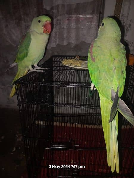 Raw parrots pair 3