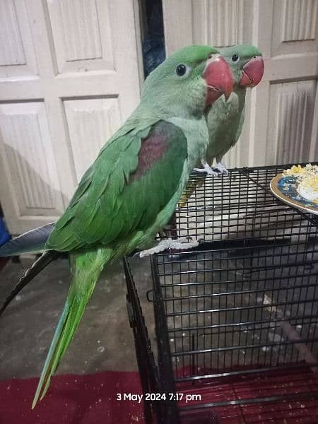Raw parrots pair 5