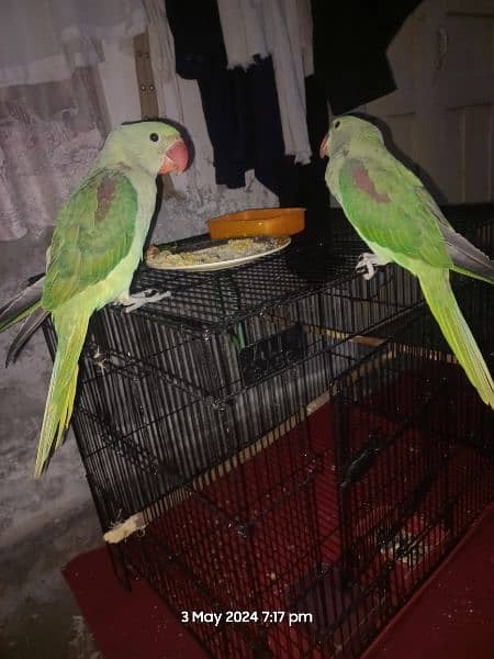 Raw parrots pair 6
