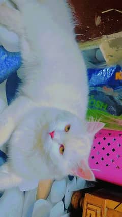 persian cats pair for sale