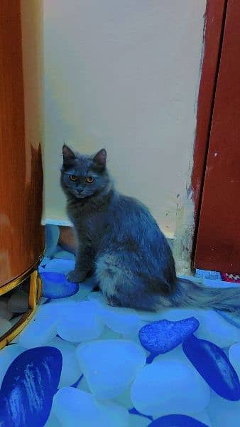 persian cats pair for sale 3