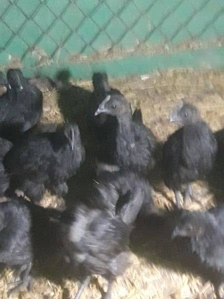 Ayam cemani gree tang chiks for sell day old month old 3 month old 4