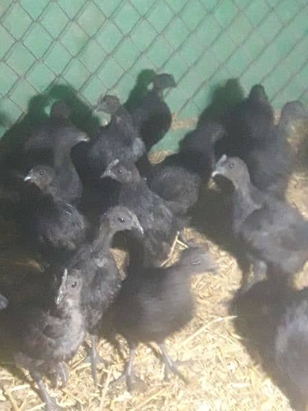 Ayam cemani gree tang chiks for sell day old month old 3 month old 5
