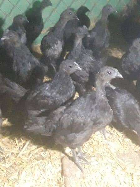 Ayam cemani gree tang chiks for sell day old month old 3 month old 6