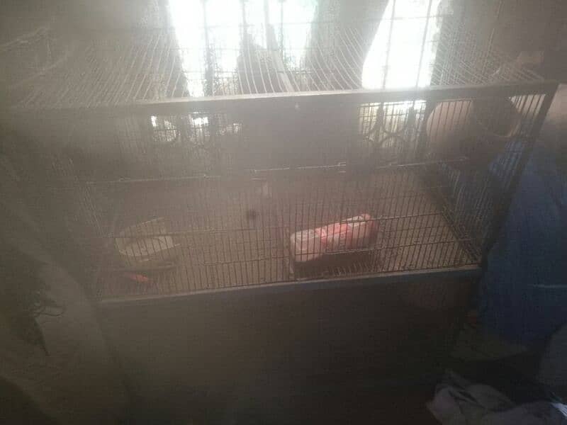 parrot cage for sale 4