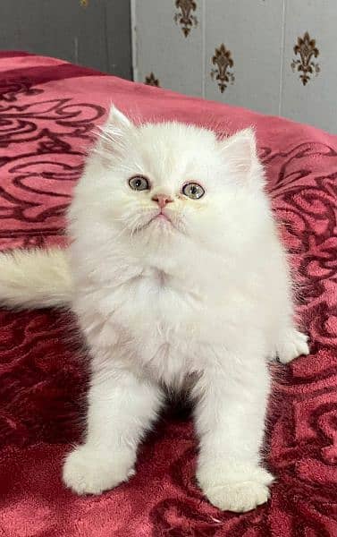 I am buy new one cat  then I sell this cat. because i need some money 1