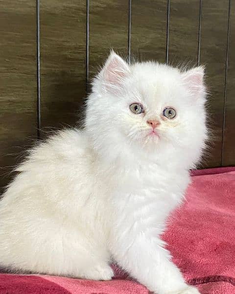I am buy new one cat  then I sell this cat. because i need some money 2